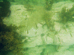 freed0096.gif