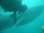 jinbeew006.gif