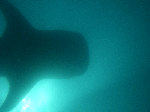 jinbeew008.gif