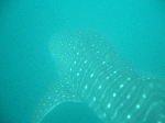 jinbeew0093.gif