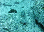 deepsp0003.gif