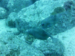 deepsp0004.gif