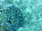 deepsp0005.gif