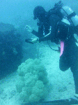deepsp0006.gif