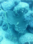 deepsp0007.gif