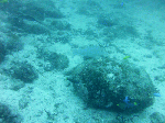 deepsp0008.gif