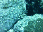 deepsp0009.gif