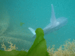 man003.gif