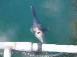 man005.gif