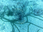 i-asizuri002.gif