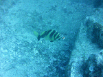 i-asizuri003.gif