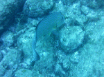 i-asizuri005.gif