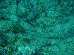 asiasi002.gif