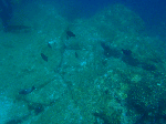 asiasi005.gif