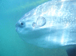 manbo005.gif