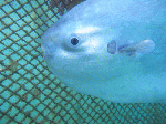 manbo007.gif