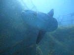 manbo008.gif