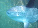 manbo091.gif