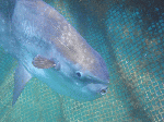 manbo092.gif
