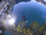 tobiei001.gif