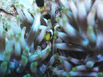 asizuri004.gif