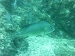 idasizuri003.gif