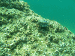 kuasizuri002.gif