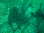 kuasizuri003.gif