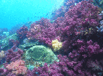 taoru004.gif