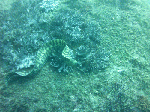 idid004.gif