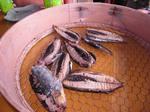 M0011444.JPG