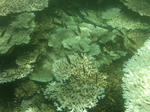 PIto-suno007.JPG
