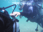 n006.gif
