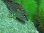 cd003.JPG