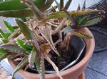 ar003.JPG