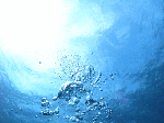 9902.gif