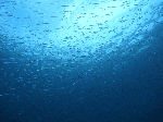 99005.gif