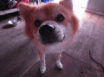99008.gif