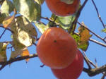 CIMG7432.jpg