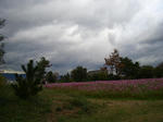 CIMG7571.JPG
