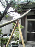竹
