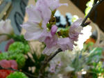 P1020120.JPG