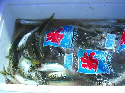 釣果