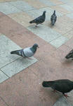 鳩の群れ