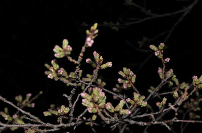 SP1_1713.jpg