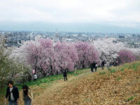 Hanami04.jpg