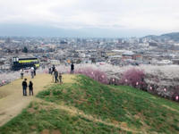 Hanami05.jpg