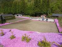 Shibazakura02.jpg