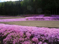 Shibazakura03.jpg