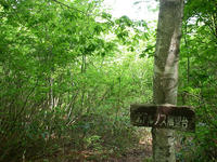 Kogumayama04.jpg